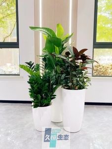 包河写字楼办公室公共区域走道绿植租摆高中低搭配